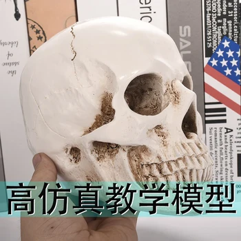 Модел мини-черепа qianshan -Малък размер на медицинска анатомична костите на главата на възрастен човек за образование на черепа